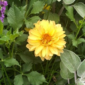 Meet your Posher, Jailene